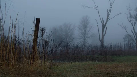 Rusted Pole and Tall Dead Tree in Fog Rack focus Stock Footage 128233267