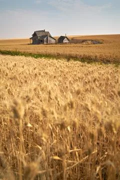 Rustic Abandoned Farmstead 스톡 사진