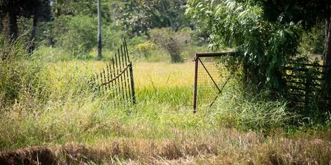 Rustic aged metal gate opening into t he paddy field, rural village landscape Stock Photos