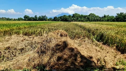 Rustic Agricultural Landscape with Mountain View Video stock 331918657