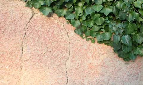 Rustic and cracked wall half covered by Common Ivy. Also known as Hedera helix Stock Photos