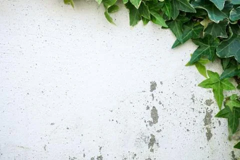 Rustic and damaged white wall half covered by Common Ivy. Also known as Hedera Stock Photos