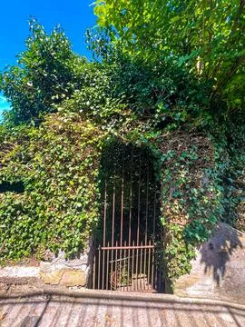 Rustic and weathered iron gate surrounded by lush green ivy walls Stock Photos