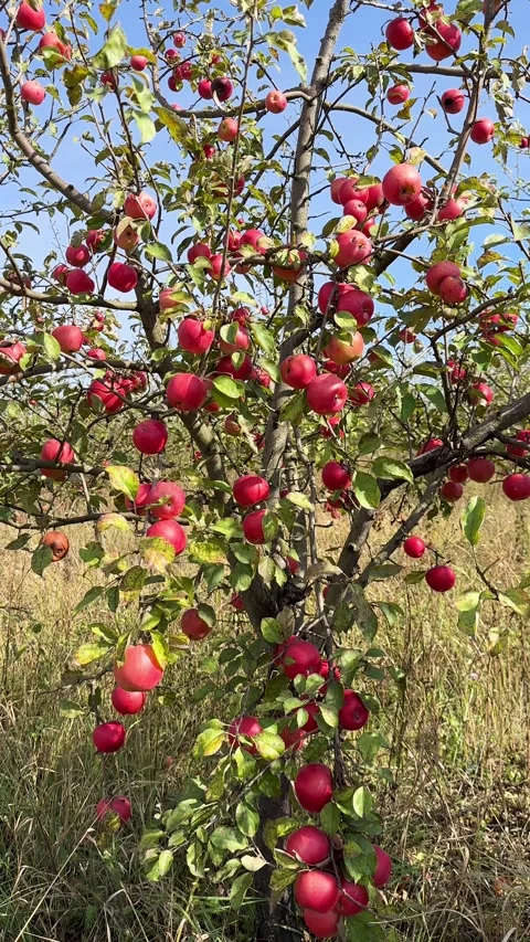 A rustic apple tree heavily laden with brilliant red apples fruits, standing Video stock 317175480