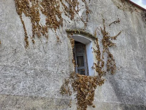 Rustic arch window with wooden shutters and dry ivy vines on an ancient stu.. Stock Photos
