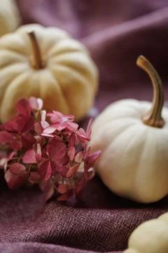 Rustic autumn composition with white pumpkins and floral accents Foto stock