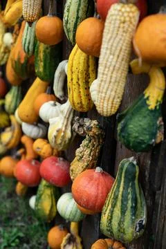 Rustic Autumn Display of Gourds Pumpkins and Corn Stock Photos