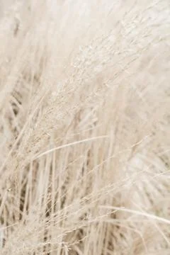 Rustic autumn field Stock Photos