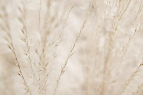 Rustic autumn field Stock Photos