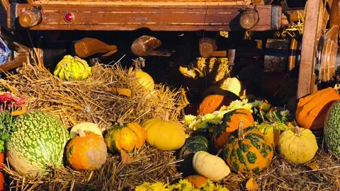 Rustic Autumn Harvest Display with Pumpkins, Hay Bales, and Wagon Wheel Stock Footage 319545487