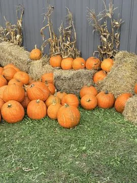 Rustic Autumn Pumpkin Patch with Straw Bales and Corn Stalks Stock Photos