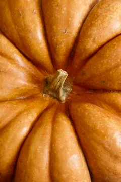 Rustic autumn pumpkin Stock Photos