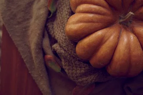 Rustic autumn pumpkins Stock Photos