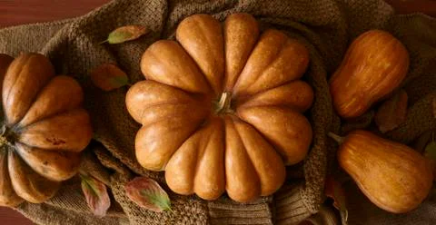 Rustic autumn pumpkins Stock Photos