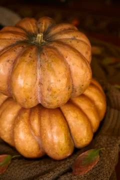 Rustic autumn pumpkins Stock Photos