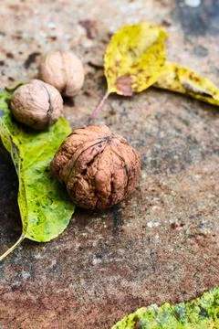 Rustic autumn scene: walnuts and leaves on textured surface, close-up. Stock Photos