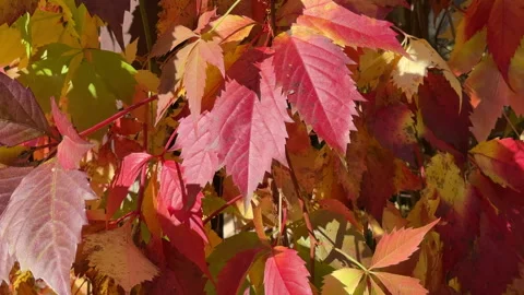 Rustic autumn still life with pumpkins, berries, cozy blankets, and fall leaves  Stock Footage 318083784