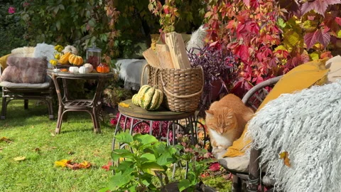 Rustic autumn still life with pumpkins, berries, cozy blankets, and fall leaves  Stock Footage 318084017