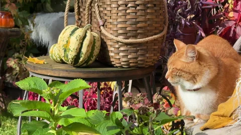 Rustic autumn still life with pumpkins, berries, cozy blankets, and fall leaves  Stock Footage 318084127