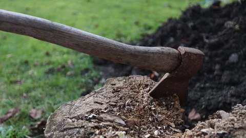 Rustic axe stuck in oak stump with natural light illuminating work area Video stock 324865779