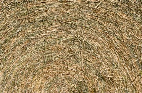 Rustic background with alfalfa bale texture in the field Stock Photos