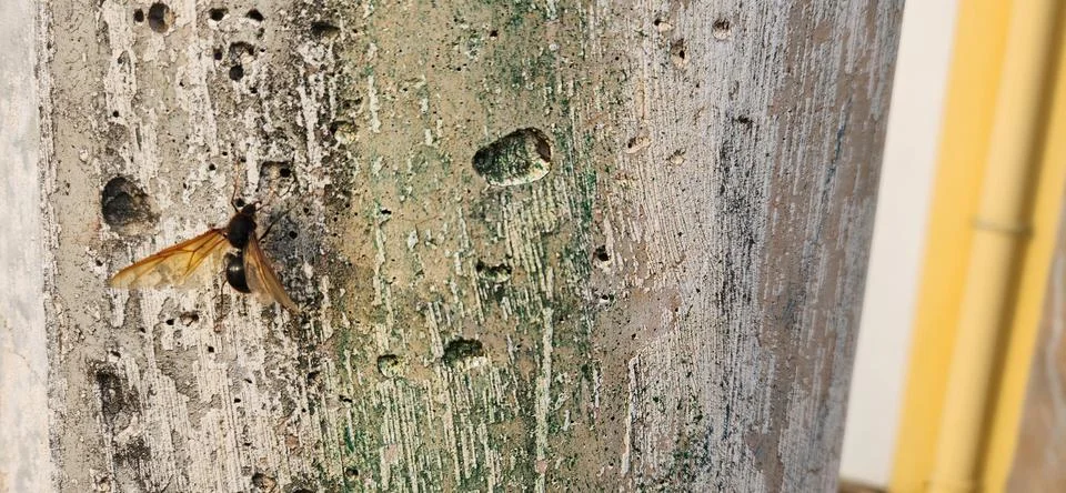 Rustic background with dark cement texture Stock Photos