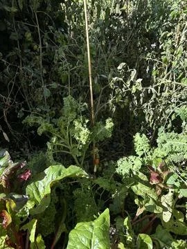Rustic backyard vegetable bed with tomato vines and green kale leaves climbing Stock Photos