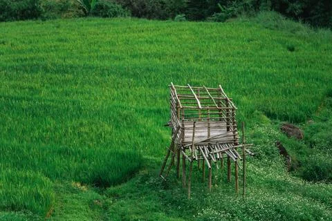 Rustic Bamboo Structure Overlooking Lush Green Rice Field in Rural Landscap.. Stock Photos