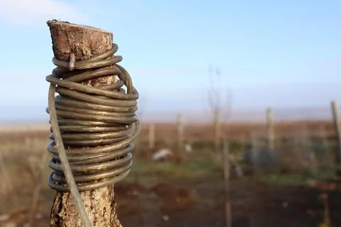 Rustic Barbed Wire Wrapped Around Tree Post in a Serene and Beautiful Landscape 스톡 사진
