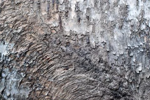 Rustic bark tree Stock Photos