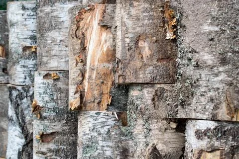 Rustic bark tree Stock-Fotos