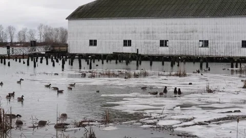 Rustic Barn and Pier Over Partially Frozen Lake with Ducks Stock Footage 271198374