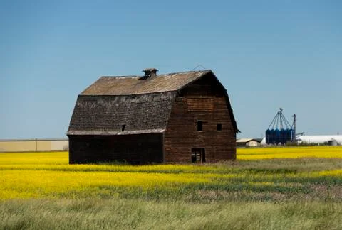 Rustic Barn in a field of canola Foto stock
