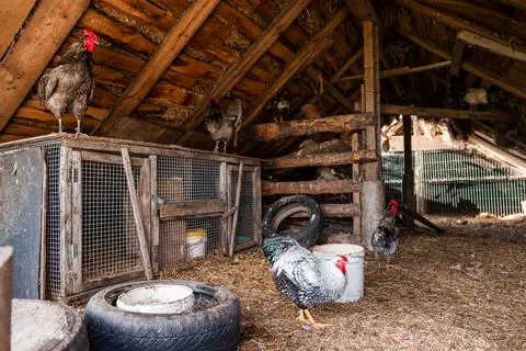 Rustic Barn Interior with Chickens, Roosters, and Rabbit Cages Stock Photos