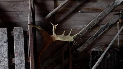 Rustic barn interior with a mounted moose antler against weathered wooden planks Video stock 320685917