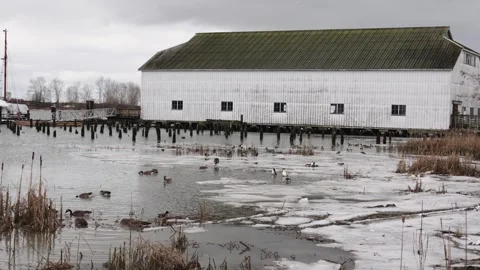 Rustic Barn Over Frozen Pond with Wild Ducks in Winter Scenery Stock Footage 271199034