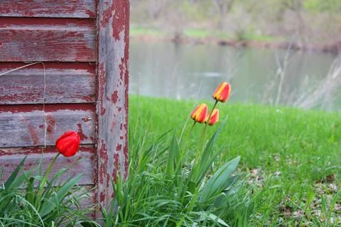 Rustic Barn with Tulips Stock Photos