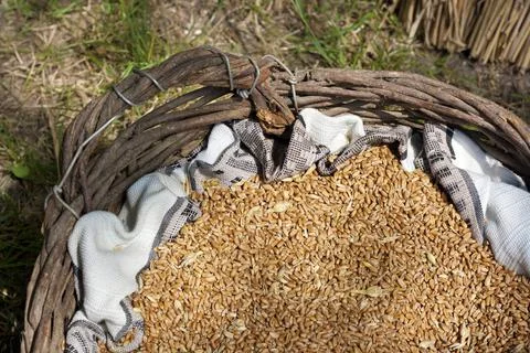 Rustic basket with dry wheat seeds Stock Photos