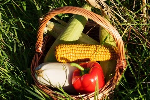 Rustic basket of fresh corn, red pepper, Stock Photos