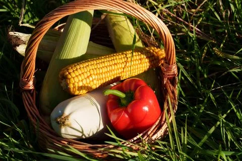 Rustic basket of fresh corn, red pepper, Stock Photos
