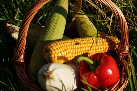 Rustic basket of fresh corn, red pepper, Photos