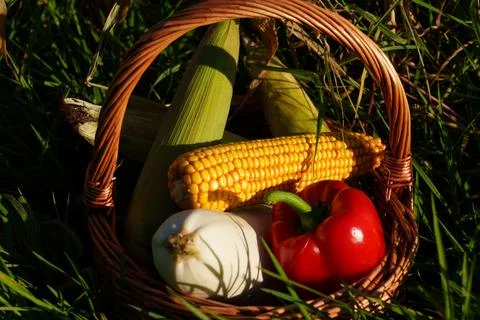 Rustic basket of fresh corn, red pepper, Stock Photos