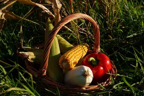 Rustic basket of fresh corn, red pepper, Stock Photos
