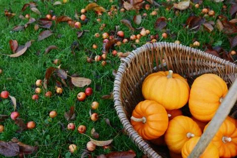 Rustic basket of mini orange pumpkins for Thanksgiving decorations Stock Photos