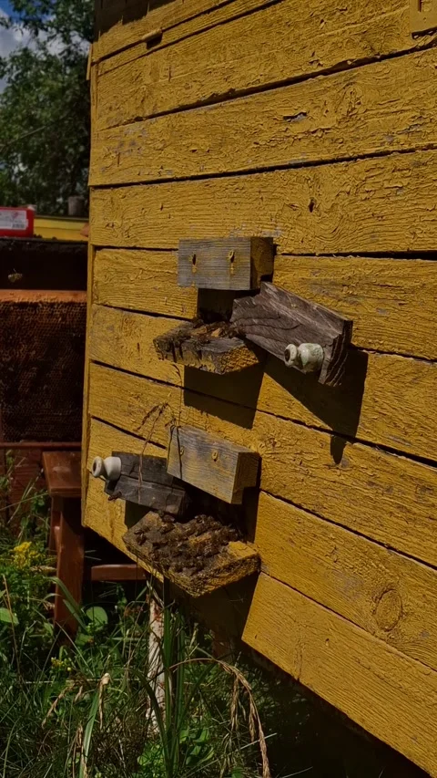 Rustic beehive Stock Footage 341676659
