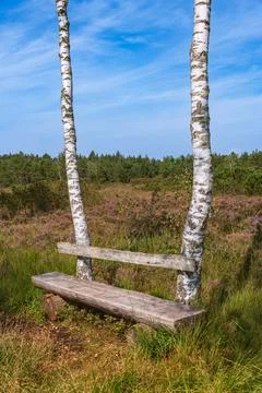 Rustic Bench Below The Birch Trees Stock Photos