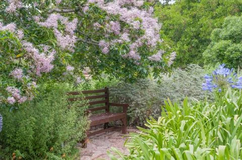 Rustic bench beneath a flowering Cape Chestnut tree Stock Photos