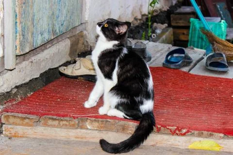 A rustic black-and-white cat sits on the porch and looks at the door to be le 스톡 사진
