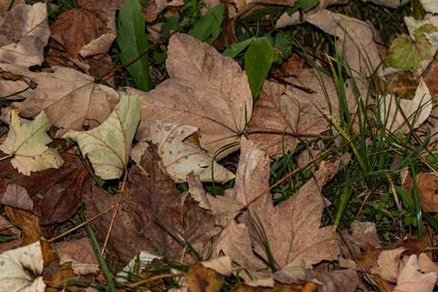 A rustic blanket of leaves covers the ground, highlighting the seasonal shi.. Foto stock