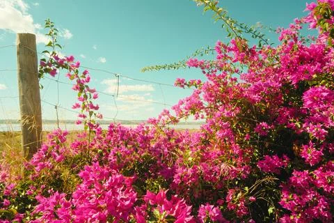 Rustic Bloom Stock Photos
